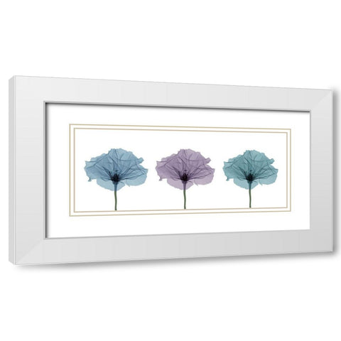 Three Flowers in Color White Modern Wood Framed Art Print with Double Matting by Anonymous