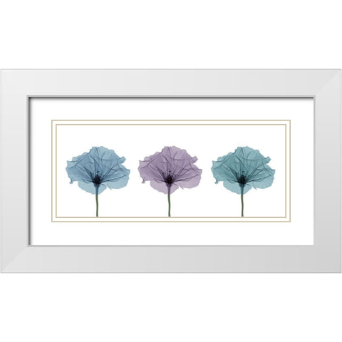 Three Flowers in Color White Modern Wood Framed Art Print with Double Matting by Anonymous