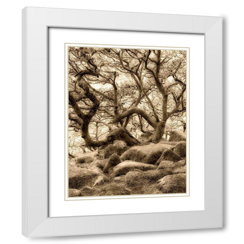 Moss covered oak trees in Wistmans Wood. Devon County. Dartmoor National Park, England White Modern Wood Framed Art Print with Double Matting by Frates, Dennis