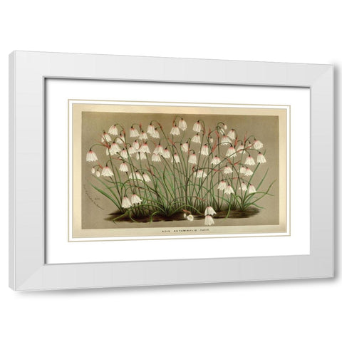 Acis Autumnalis White Modern Wood Framed Art Print with Double Matting by Anonymous