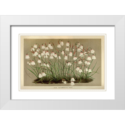 Acis Autumnalis White Modern Wood Framed Art Print with Double Matting by Anonymous
