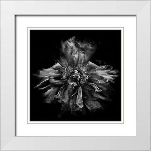 Dynamic Petals White Modern Wood Framed Art Print with Double Matting by Carson, Brian