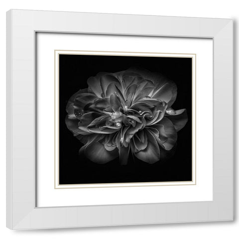 Black and White Petals II White Modern Wood Framed Art Print with Double Matting by Carson, Brian