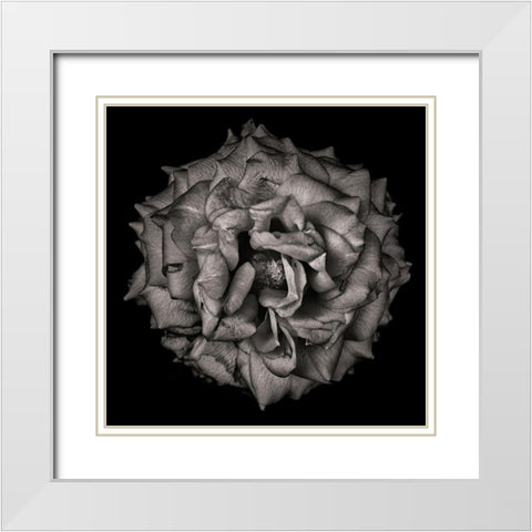 Black and White Flower White Modern Wood Framed Art Print with Double Matting by Carson, Brian