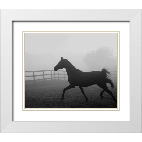 Morning Pasture II White Modern Wood Framed Art Print with Double Matting by Anonymous