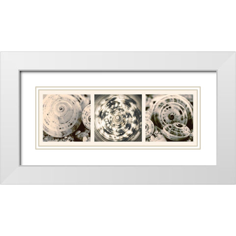 Shell Collection White Modern Wood Framed Art Print with Double Matting by Lourens, N.