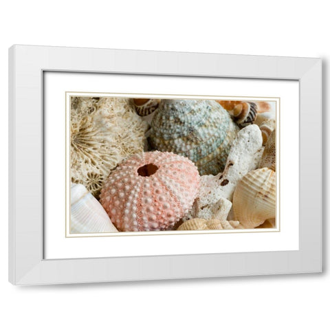 Sea Urchins White Modern Wood Framed Art Print with Double Matting by Anonymous