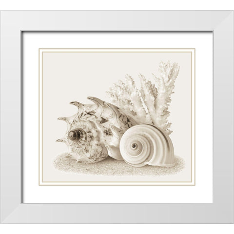 Seashells I White Modern Wood Framed Art Print with Double Matting by Anonymous