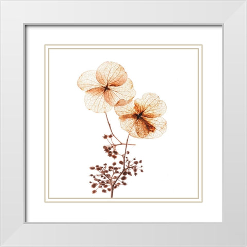 Petal Blooms White Modern Wood Framed Art Print with Double Matting by Anonymous