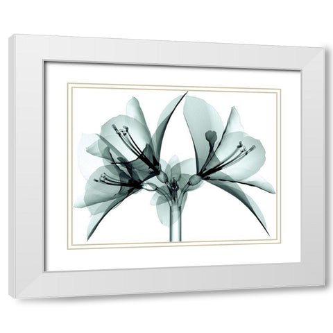 Translucent Amaryllis White Modern Wood Framed Art Print with Double Matting by Anonymous
