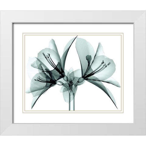 Translucent Amaryllis White Modern Wood Framed Art Print with Double Matting by Anonymous