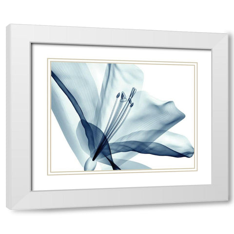 Transparent Floral Beauty White Modern Wood Framed Art Print with Double Matting by Anonymous