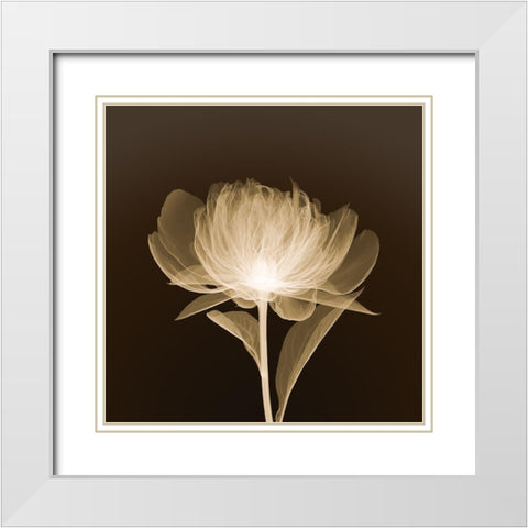 Full Bloom (sepia) White Modern Wood Framed Art Print with Double Matting by Anonymous