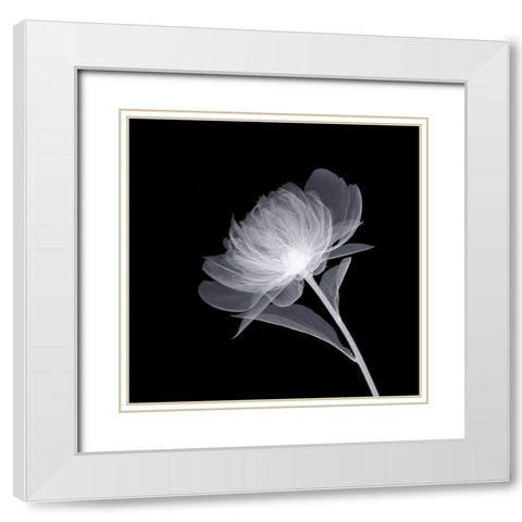Full Bloom White Modern Wood Framed Art Print with Double Matting by Anonymous