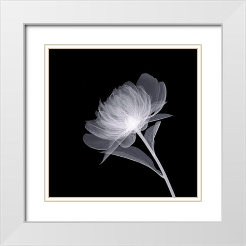Full Bloom White Modern Wood Framed Art Print with Double Matting by Anonymous