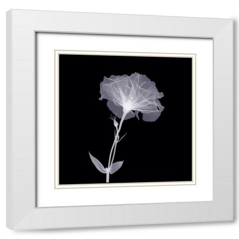 Bud in Bloom White Modern Wood Framed Art Print with Double Matting by Anonymous