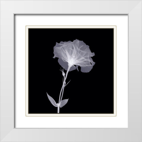 Bud in Bloom White Modern Wood Framed Art Print with Double Matting by Anonymous