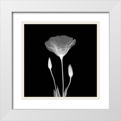 Poppy in Lace White Modern Wood Framed Art Print with Double Matting by Anonymous