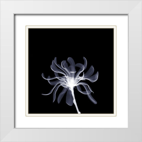 White Ribbons White Modern Wood Framed Art Print with Double Matting by Anonymous