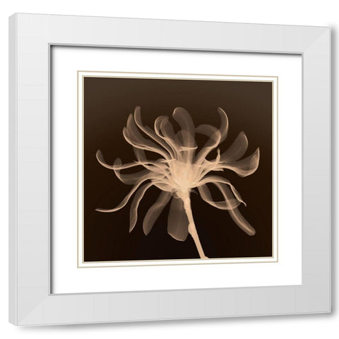 Cinnamon Ribbon (sepia) White Modern Wood Framed Art Print with Double Matting by Anonymous
