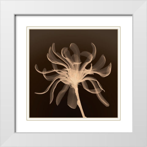 Cinnamon Ribbon (sepia) White Modern Wood Framed Art Print with Double Matting by Anonymous