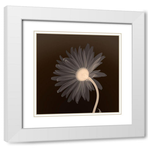 Sunburst Petals (sepia) White Modern Wood Framed Art Print with Double Matting by Anonymous