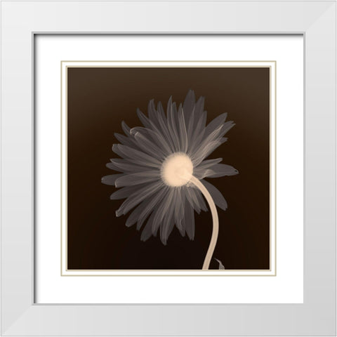 Sunburst Petals (sepia) White Modern Wood Framed Art Print with Double Matting by Anonymous
