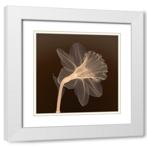 Veiled Blossom (sepia) White Modern Wood Framed Art Print with Double Matting by Anonymous