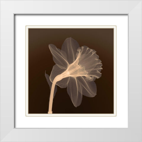 Veiled Blossom (sepia) White Modern Wood Framed Art Print with Double Matting by Anonymous