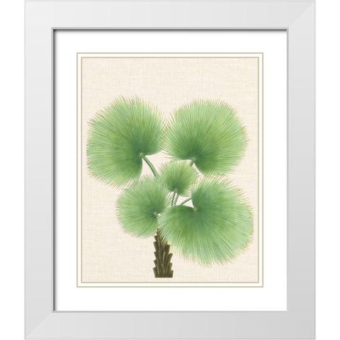 Palm Fronds White Modern Wood Framed Art Print with Double Matting by Unknown
