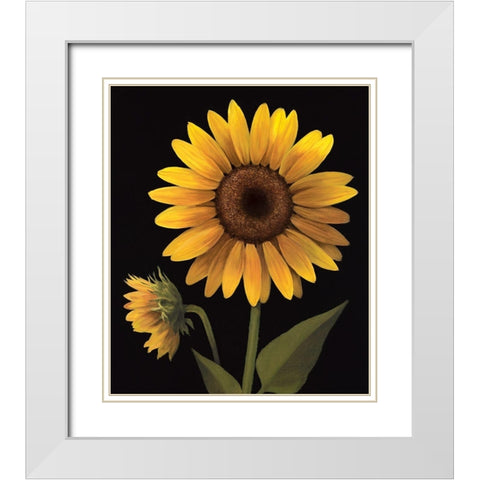 Sunflower II White Modern Wood Framed Art Print with Double Matting by Unknown