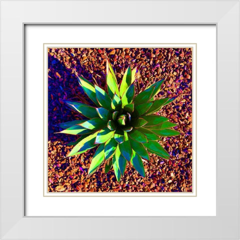 Aloe Burst II White Modern Wood Framed Art Print with Double Matting by Grayscale