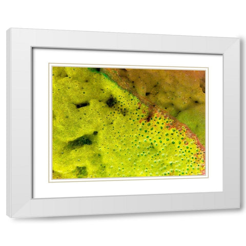 BioRidge I White Modern Wood Framed Art Print with Double Matting by Grayscale