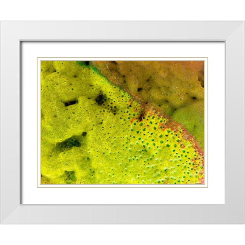 BioRidge I White Modern Wood Framed Art Print with Double Matting by Grayscale