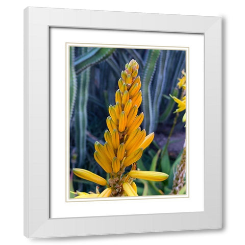 Aloe Blooms II White Modern Wood Framed Art Print with Double Matting by Grayscale