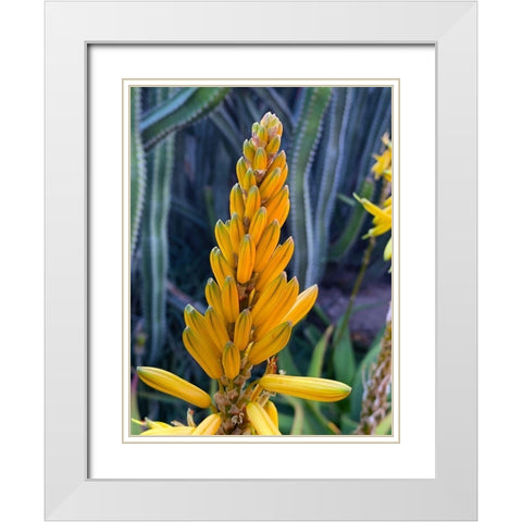 Aloe Blooms II White Modern Wood Framed Art Print with Double Matting by Grayscale