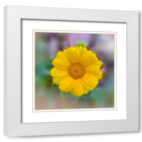 Baby Sunflower White Modern Wood Framed Art Print with Double Matting by Grayscale