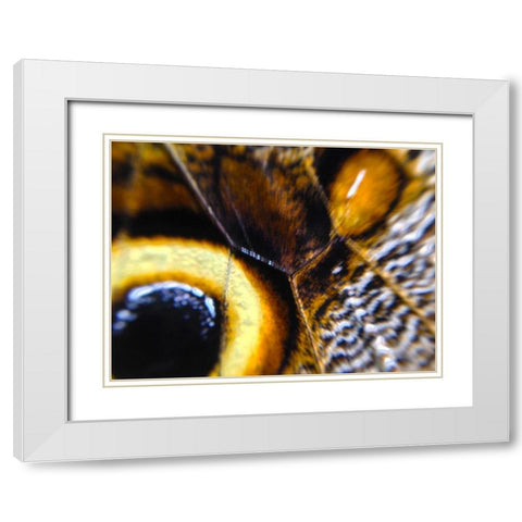 Butterfly Wing I White Modern Wood Framed Art Print with Double Matting by Grayscale