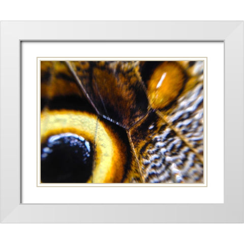 Butterfly Wing I White Modern Wood Framed Art Print with Double Matting by Grayscale