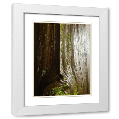 Bark and Moss IV White Modern Wood Framed Art Print with Double Matting by Grayscale