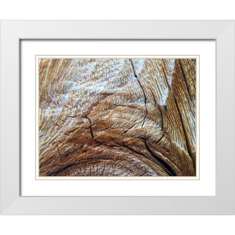 Bark Arc I White Modern Wood Framed Art Print with Double Matting by Grayscale