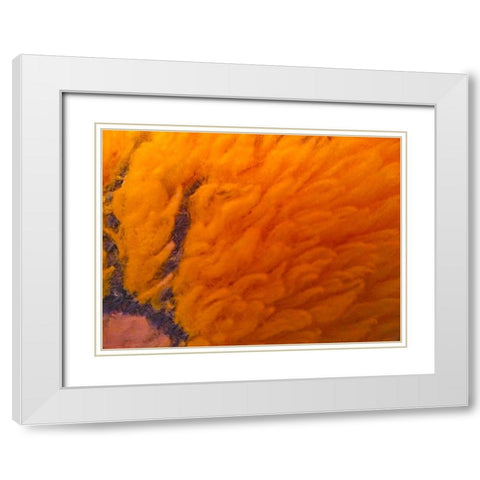 Orange Furry I White Modern Wood Framed Art Print with Double Matting by Grayscale