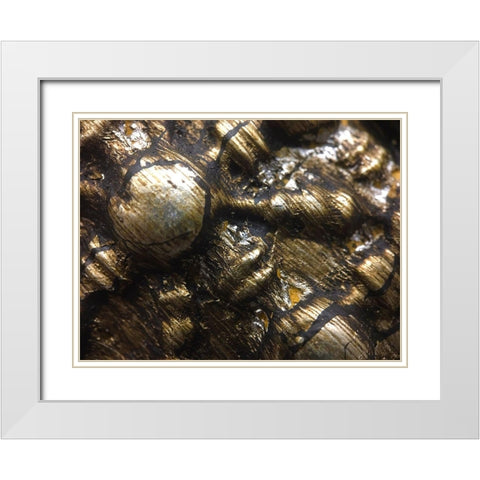 Frame Pic IV White Modern Wood Framed Art Print with Double Matting by Grayscale