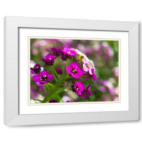 Alyssum II White Modern Wood Framed Art Print with Double Matting by Grayscale