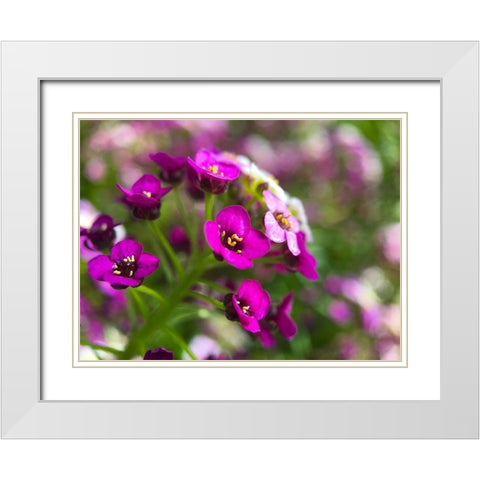 Alyssum II White Modern Wood Framed Art Print with Double Matting by Grayscale