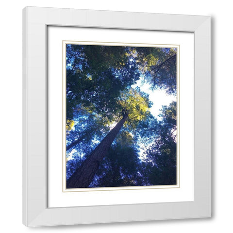 Tree Canopy II White Modern Wood Framed Art Print with Double Matting by Grayscale