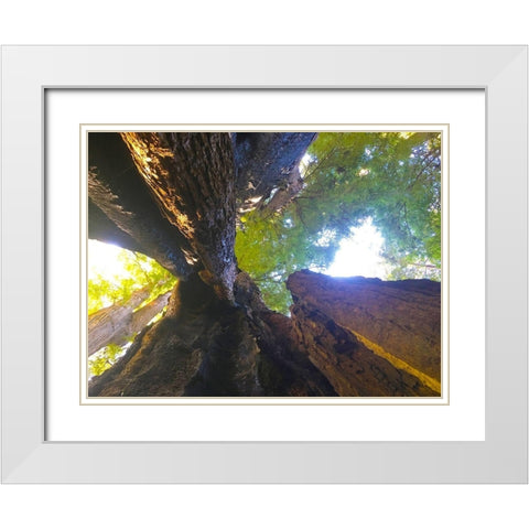 Tree Canopy III White Modern Wood Framed Art Print with Double Matting by Grayscale