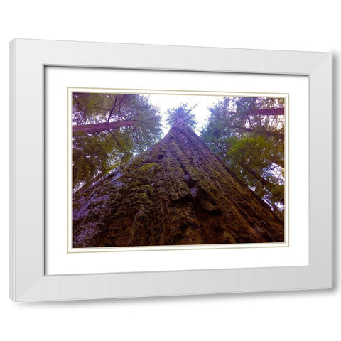 Tree Canopy V White Modern Wood Framed Art Print with Double Matting by Grayscale