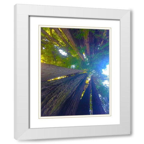 Tree Canopy VI White Modern Wood Framed Art Print with Double Matting by Grayscale