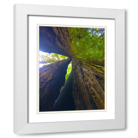 Tree Canopy VII White Modern Wood Framed Art Print with Double Matting by Grayscale